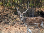 Stag in Forest