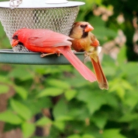 A Pair Of Cardinals