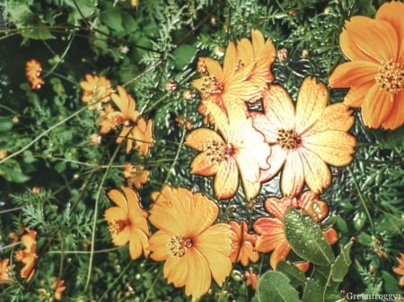 COSMOS FLOWERS - IMAGE, COSMOS, ABSTRACT, FLOWERS