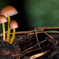 Golden Mushrooms