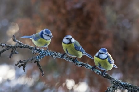 Cute little birds - trio, nature, birds, branch