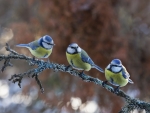 Cute little birds