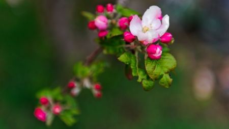 Spring - branch, cherry, spring, sakura, pink, blossom, green, apple, flower