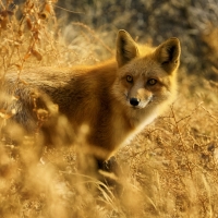 Fox