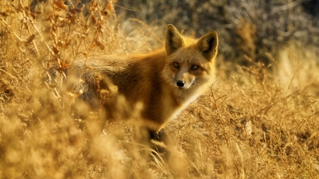 Fox - vulpe, animal, fox, max and dee bernt, orange