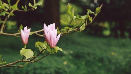 Magnolia - flower, pink, spring, cristian bortes, branch, magnolia, green