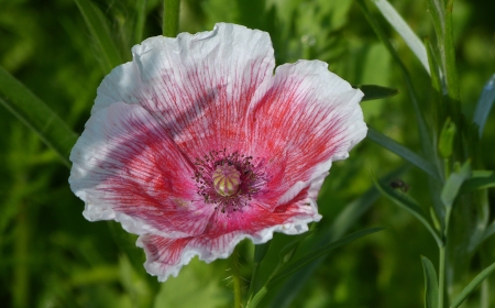 Poppy - poppy, summer, flower, pink, white, red, green, mac, vara