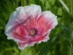 Poppy