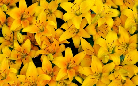 Yellow lilies - skin, yellow, summer, texture, flower, vara, lily