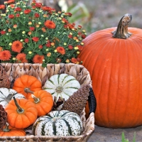 Fall Flowers and Pumpkins