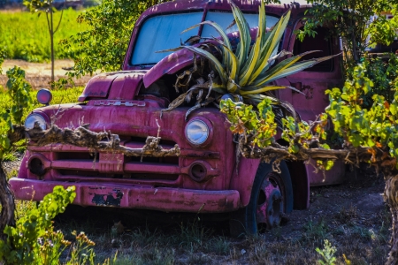 Vintage Truck as Planter - Plants, Trucks, Nature, Flowers