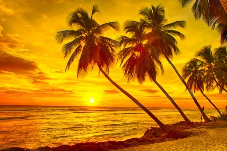 Sunset - Tropics, Sunset, Palm trees, Beach