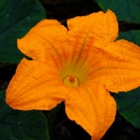 Pumpkin flower