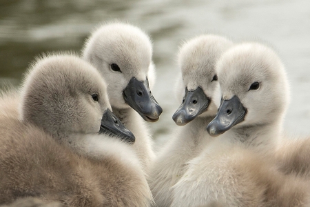 Baby Animals - white, swans, cute, animals