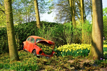 Volkswagen Bettle - plants, outdoor, tree, volkswagen