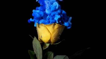 Yellow Rose - yellow, rose, blue, flower