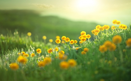 Yellow Flowers - flowers, yellow, nature, beauty