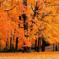 Blaze Of Orange And Yellow Fall