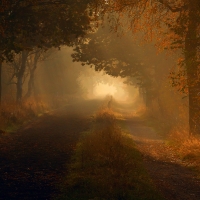 Autumn's Dark Forest