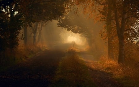 Autumn's Dark Forest - autumn, dark, forest, fog, misty