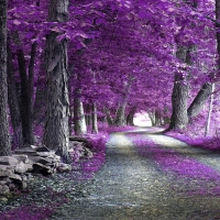 Purple Forest