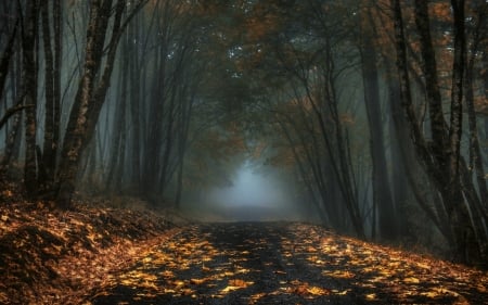 Misty Forest - misty, nature, autumn, foggy, forest