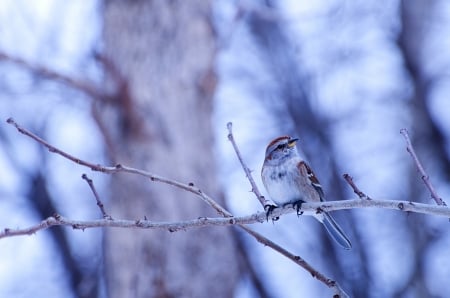 Little Bird - bird, bokeh, branches, nature, snow