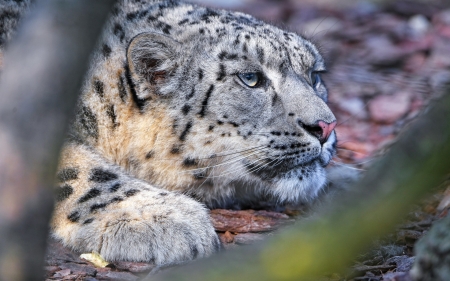 Snow leopard - animal, paw, snow leopard, cute, closeup