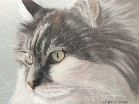 Cat - art, cat, eyes, pisici, animal, signed