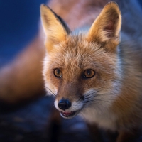 Fox
