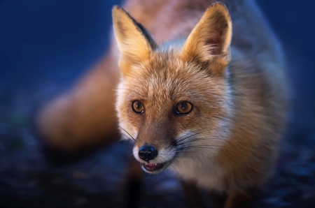 Fox - face, animal, orange, vulpe, blue, fox