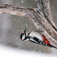 Great spotted woodpecker