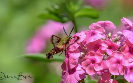 Bumble-bee - pink, bumble-bee, insect, green, flower