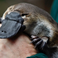 Wild Platypus