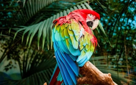 Macaw - wings, colorful, bird, parrot