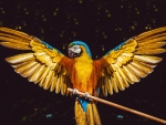 Macaw