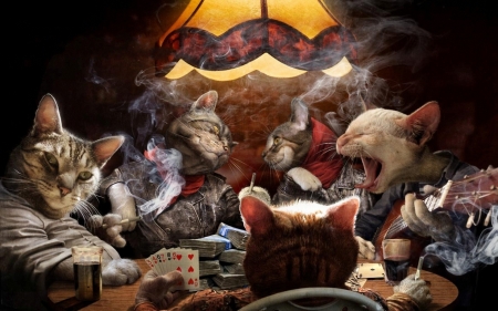 :-) - cat, luminos, pisici, card, funny, fantasy