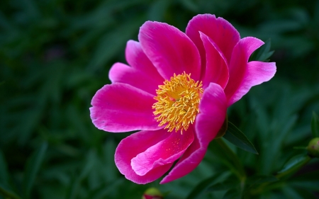 Peony - peony, yellow, flower, pink