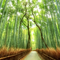 Bamboo Forest