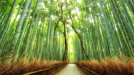 Bamboo Forest - japan, forest, nature, bamboo