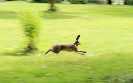 Running Hare - animal, running, hare, latvia