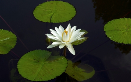 White Waterlily - white, flower, waterlily, water, leaves