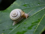 Snail on Leaf