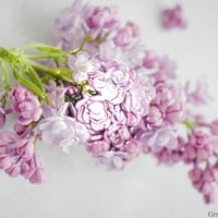 LOVELY LILACS