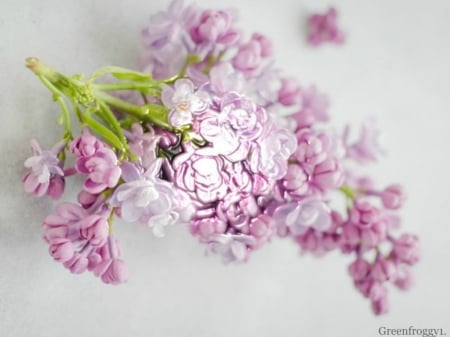 LOVELY LILACS - flowers, lovely, image, lilac