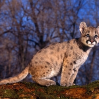 baby cheetah