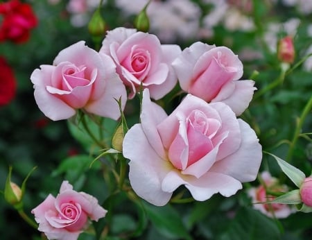 Roses - white, flowers, rose, pink