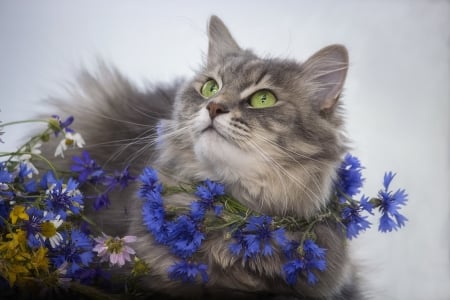 Cat in the cornflowers - animal, summer, blue, cute, pisici, cornflower, vara, cat