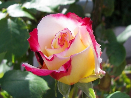 Beautiful Rose - colors, one, rose, flower