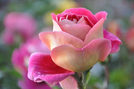 Rose - summer, flower, rose, pink, trandafir, vara, bud